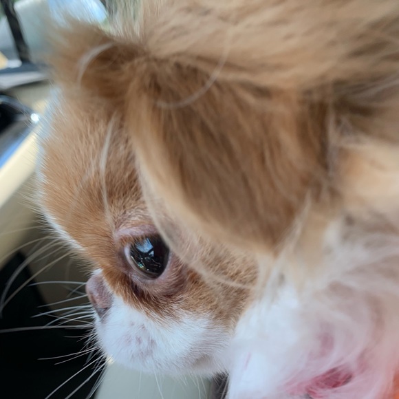 Meet your Posher, Tricia - Picture 8 of 10